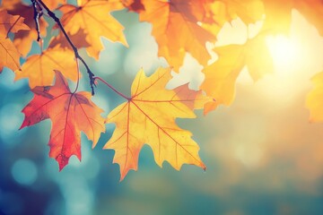 A selective focus on red maple leaves in the autumn season, with a blue sky background.