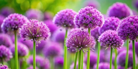 Fototapeta premium Purple flowers with onion-like bud shells, purple, flowers, petals, nature, plants, botanical, garden, unique, exotic, vibrant