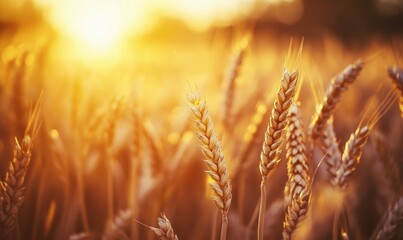 Fototapeta premium Close-up of wheat stalks against sunset, warm glow, detailed texture, peaceful evening