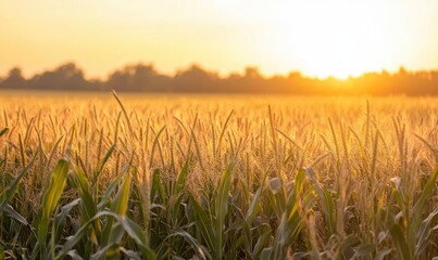 Fototapeta premium Cornfield at dusk, soft light, golden hues