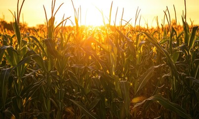 Fototapeta premium Cornfield at dusk, soft light, golden hues