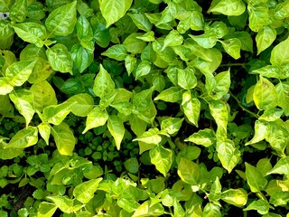 green leaves background