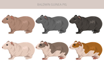 Baldwin hairless Guinea pig clipart. All coat colors cavies set. Small Pet Rodents. Vector illustration