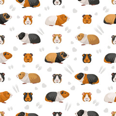 seamless pattern. All coat colors cavies set. Small Pet Rodents. Vector illustration
