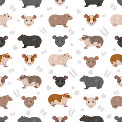Obraz premium Baldwin hairless Guinea pig clipart. All coat colors cavies set. Small Pet Rodents. Vector illustration
