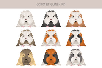 Coronet Guinea pig clipart. All coat colors cavies set. Small Pet Rodents. Vector illustration