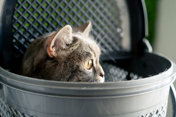 close-up In grooming salon small Scottish cat sits in a gray round plastic wallet transportation...