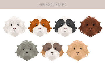 Merino Guinea pig clipart. All coat colors cavies set. Small Pet Rodents. Vector illustration