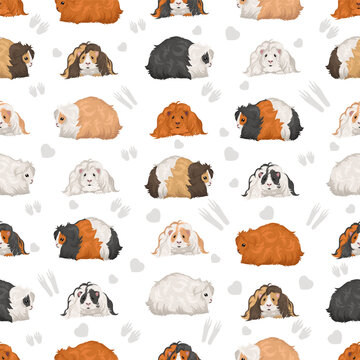Lunkarya Guinea pig seamless pattern. All coat colors cavies set. Small Pet Rodents. Vector illustration