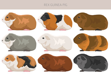 Rex Guinea pig clipart. All coat colors cavies set. Small Pet Rodents. Vector illustration