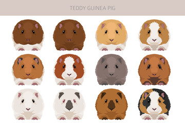 Teddy Guinea pig clipart. All coat colors cavies set. Small Pet Rodents. Vector illustration