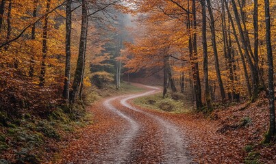 Fototapeta premium Path through the autumn forest, nature landscape