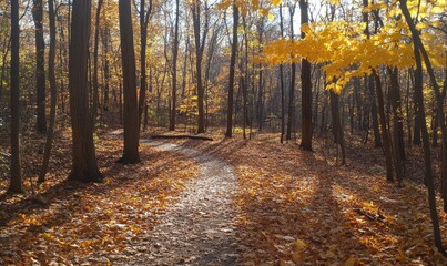 Obraz premium Autumn landscape with forest, winding trail, golden leaves, sunlight filtering through