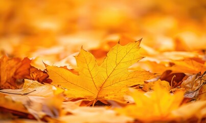 Pile of fallen leaves, vibrant orange and yellow colors, soft focus