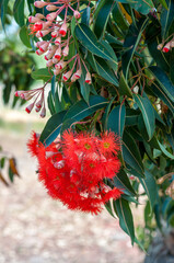 Image of Eucalyptus flowers, native to Australia, with bright red stamens surrounded by green leaves. The flowers grow in clusters on a eucalyptus tree, highlighting the plant's reproductive stage.