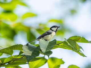 木にとまるシジュウカラ