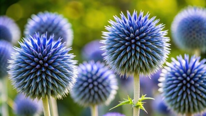 Blue spherical flower heads of the southern globethistle , vibrant, nature, plant, close-up, spherical, blue, bloom, thistle