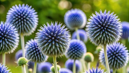 Blue spherical flower heads of the southern globethistle , vibrant, nature, plant, close-up, spherical, blue, bloom, thistle