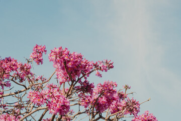 pink ipe tree in bloom background