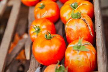 Tomatoes in a Crate in Australia