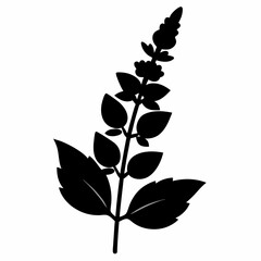 Salvia Black silhouette