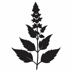 Salvia Black silhouette