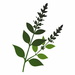 Salvia Black silhouette