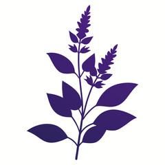 Salvia Black silhouette