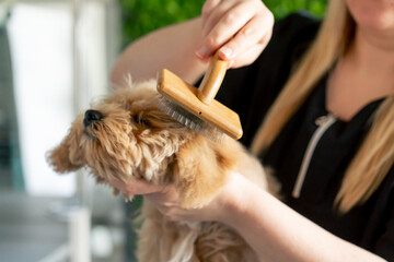 close up in grooming salon a master in a black uniform on a green plant background combs a...