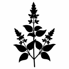 Salvia Black silhouette