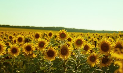 Obraz premium Serene sunflower field, tall sunflowers