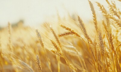 Fototapeta premium Serene wheat field, golden stalks, gentle wind