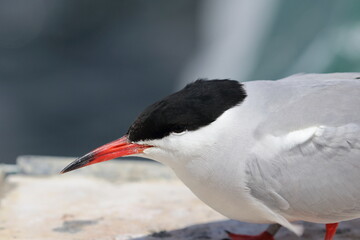 seabird