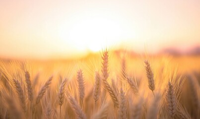 Naklejka premium Wheat field at dawn, soft light, golden hues, misty horizon