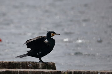 cormorant