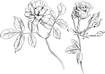 Set of hand drawn rose flowers, buds and leaves isolated on white background. Wildflowers collection.