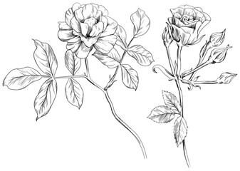 Set of hand drawn rose flowers, buds and leaves isolated on white background. Wildflowers collection.