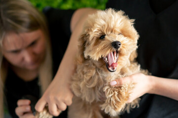 In the grooming salon small maltipoo is washed by the groomer, nail trimming procedure one woman...