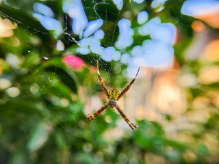 spider on a web