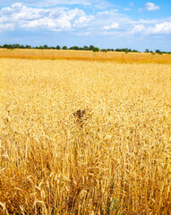 A vast golden wheat field ready for harvest under a clear blue sky.