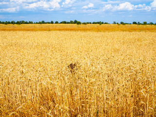 Fototapeta premium A vast golden wheat field ready for harvest under a clear blue sky.