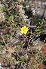 Common rockrose flower