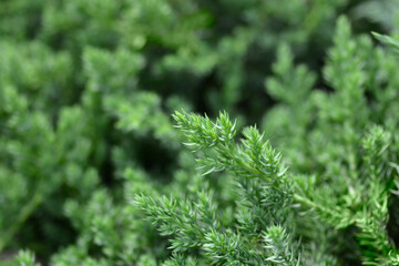 Dwarf Japanese garden juniper branch