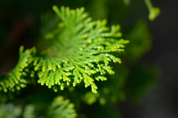 Hinoki cypress Gracils branch