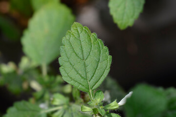 Lemon balm leaf