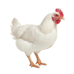A chicken is walking isolated on transparent background