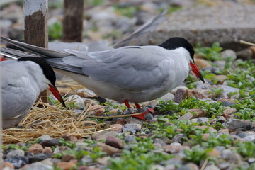 seabird