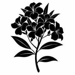 Oleander Black silhouette