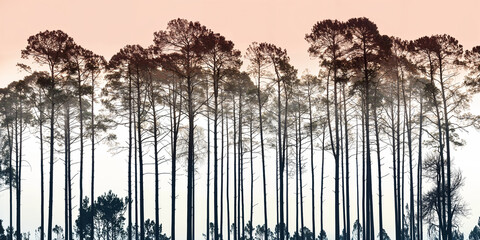 A forest of desaturated eucalyptus trees against a pale peach colored sky