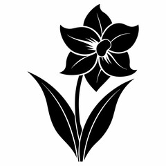 Narcissus Black silhouette